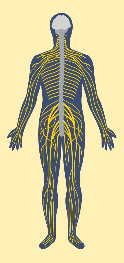 Central-&-Peripheral-Nervous-Systems NESA Science - Central & Peripheral Nervous Systems